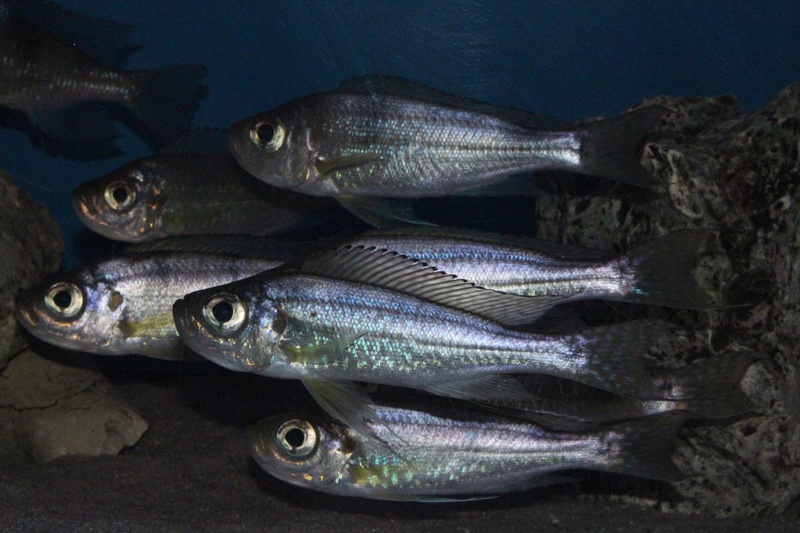 Haplotaxodon trifasciatus 'Cape Kachese'